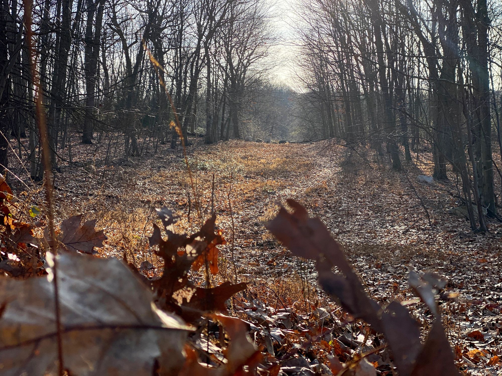 Wooded trail covered with autumn leaves