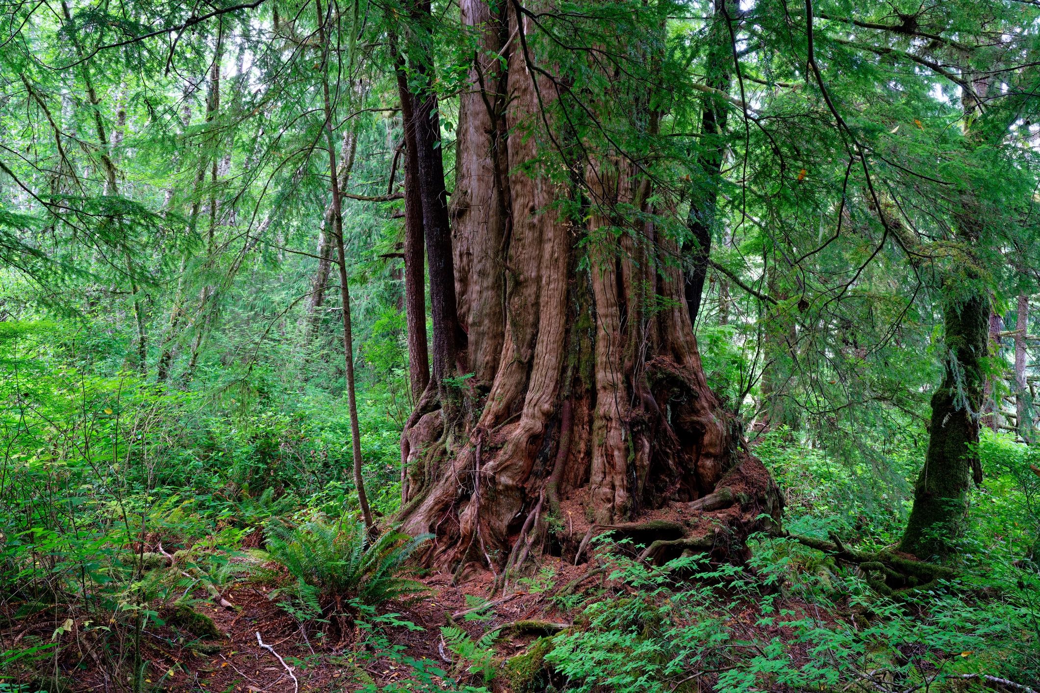 Forest hiking path through tall trees
