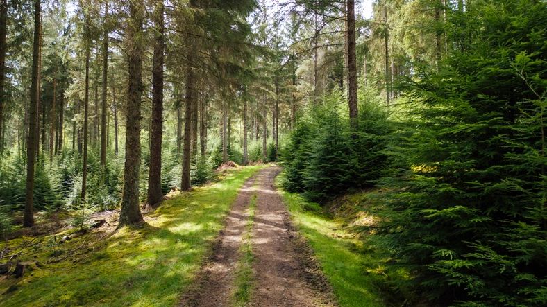 Woodland dirt track through the countryside