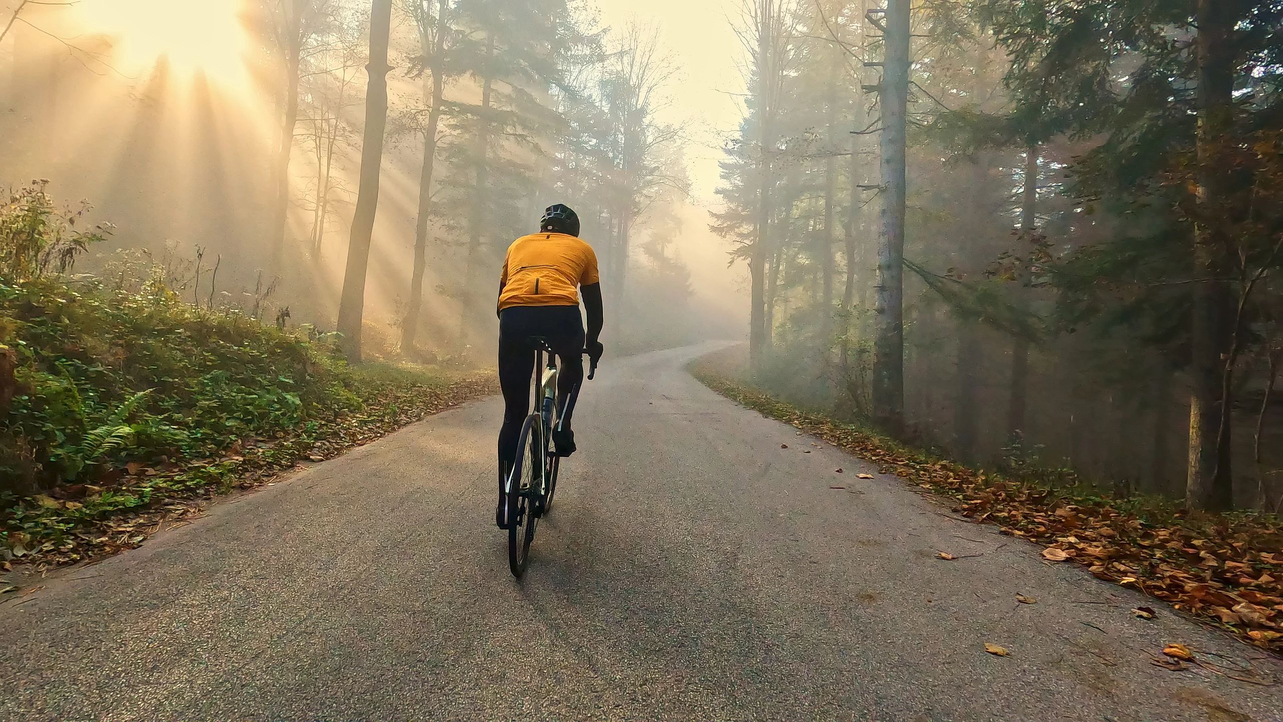 Cyclist riding down a foggy tree-lined road