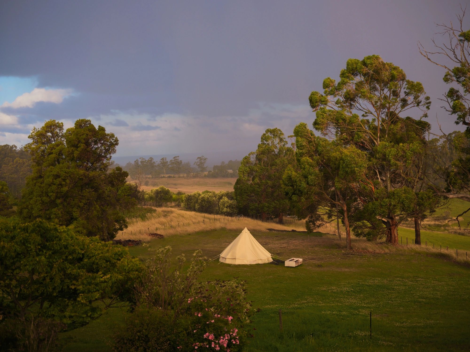 Camping tent in a green field near trees