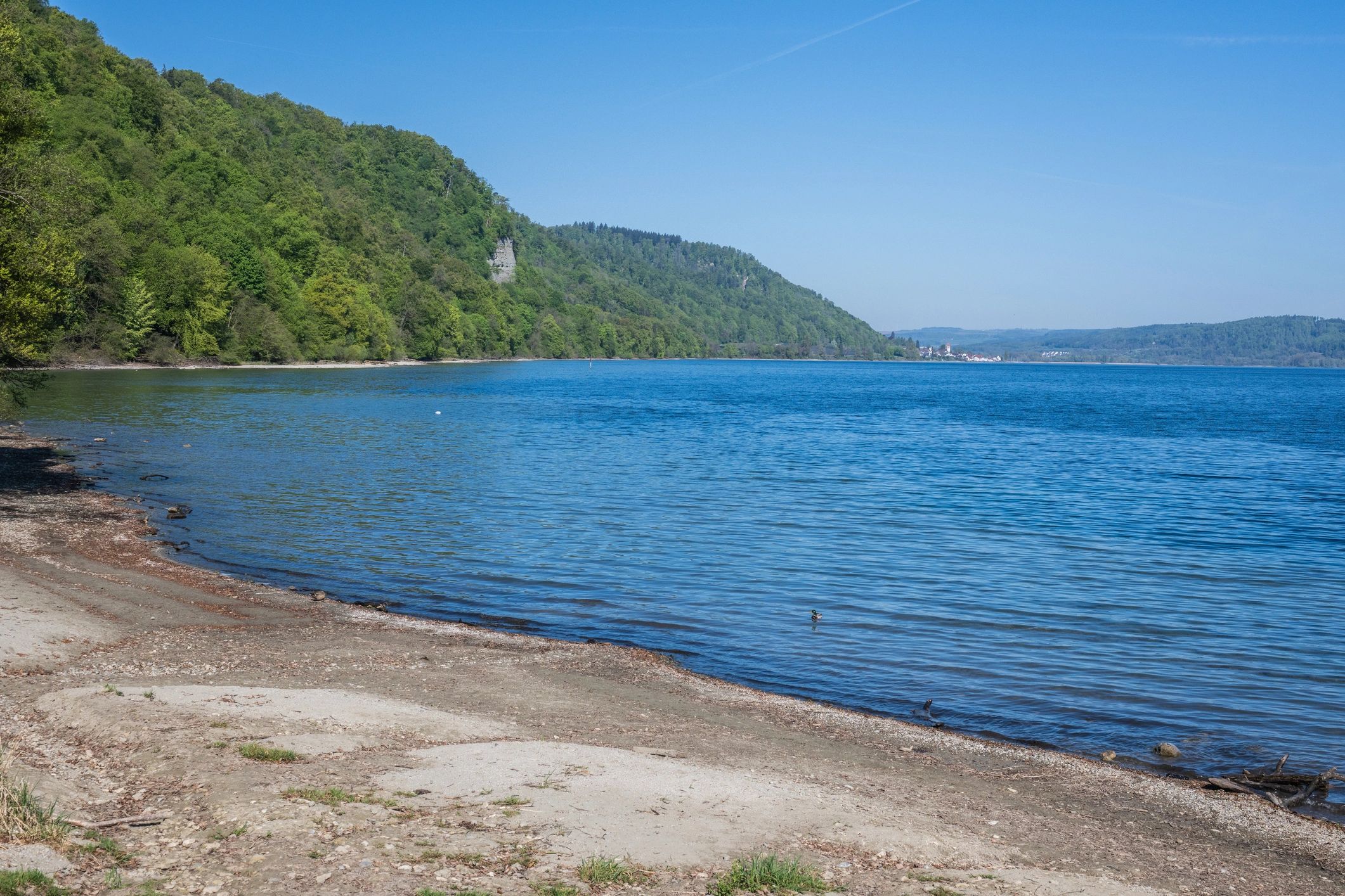 Forest-lined lake shoreline with clear water